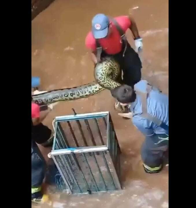 Em algumas situações, a fêmea acaba que por praticar o canibalismo, ou seja, como o macho com quem a pouco acoplou. O canibalismo sexual só foi confirmado em E. murinus.