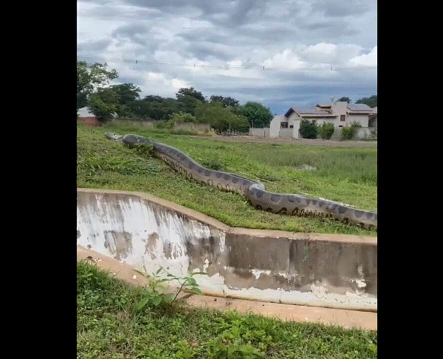 As fêmeas ganham o benefício direto de uma refeição rica em proteína pós-copulatória quando consomem seus parceiros, juntamente com o benefício indireto de recursos adicionais para usar na formação da prole.