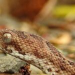 odem ser as cobras mais mortais do mundo: as espécies que pertencem ao gênero de víboras Echis, que não têm nome em português