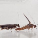 Estudo detalha tecnicas assustadoras de baratas para escapar de inseticidas