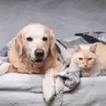 Cães dominam as buscas por produtos pet em Mato Grosso