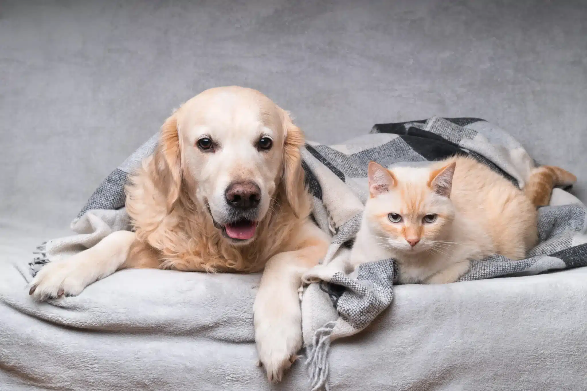 Os caes e gatos sao mais propensos a doencas respiratorias durante o inverno