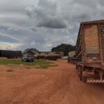Policia apreende rebanho transportado com nota fiscal irregular em Araguaiana