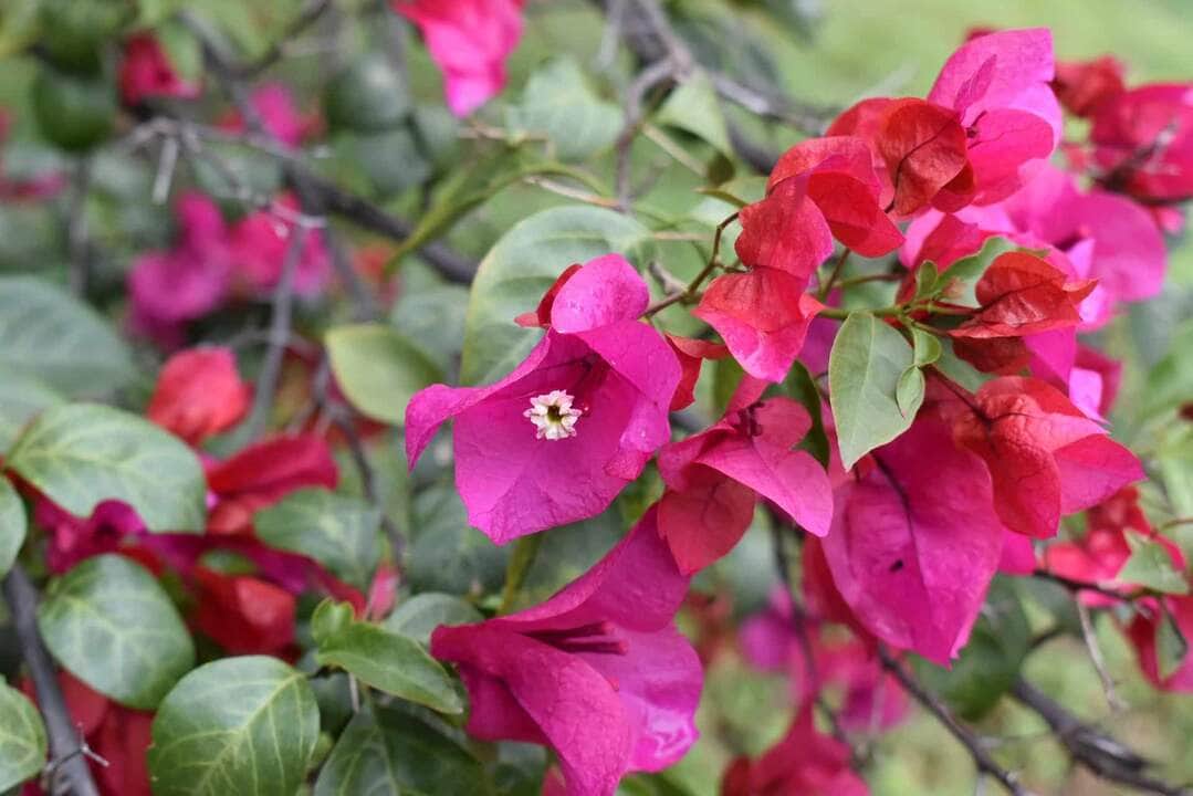 Quais são os benefícios do chá de Primavera para a saúde?