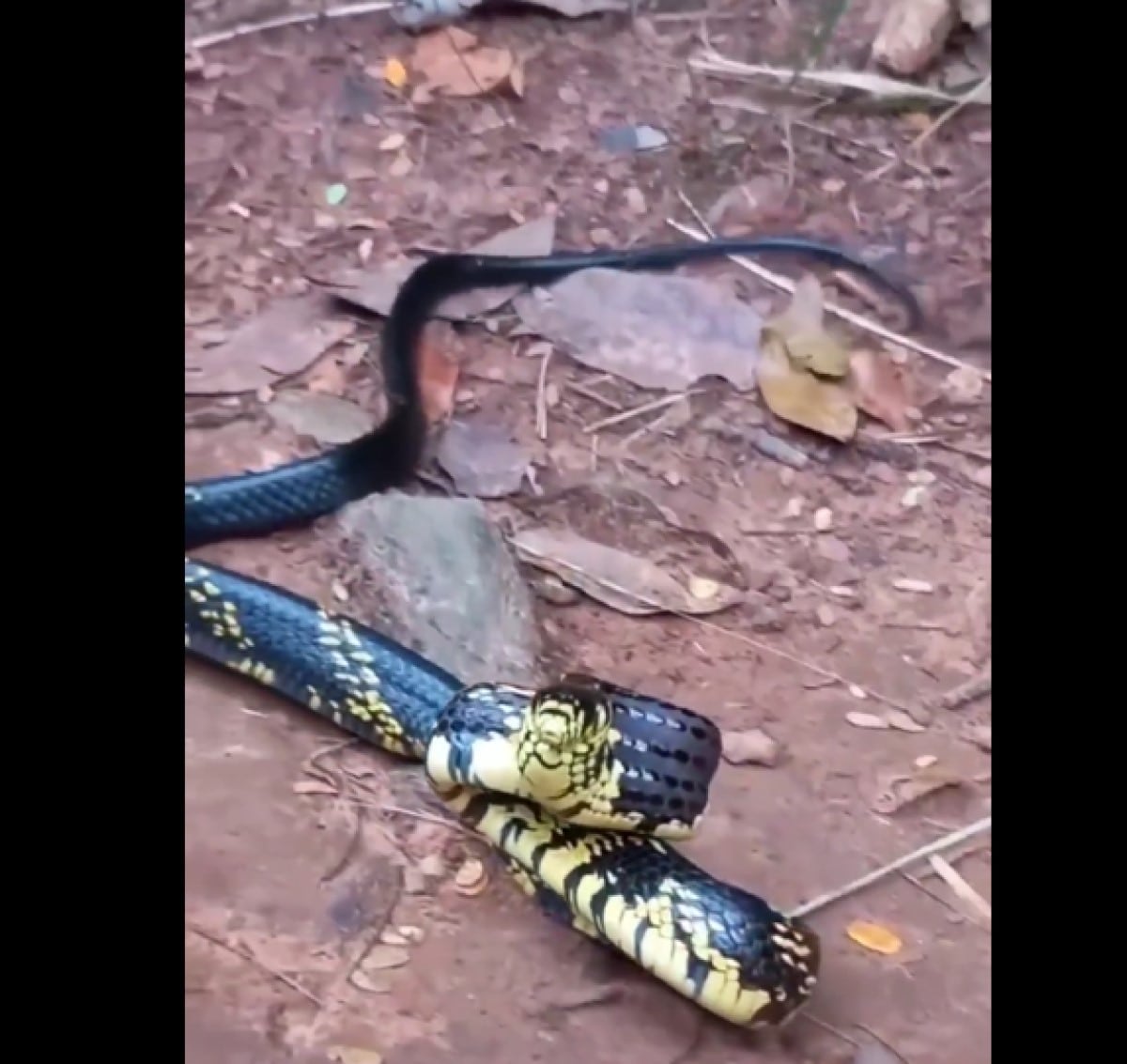 Trata-se de uma cobra que costuma ficar em árvores, mas também rasteja pelo solo a procura de alimentos.