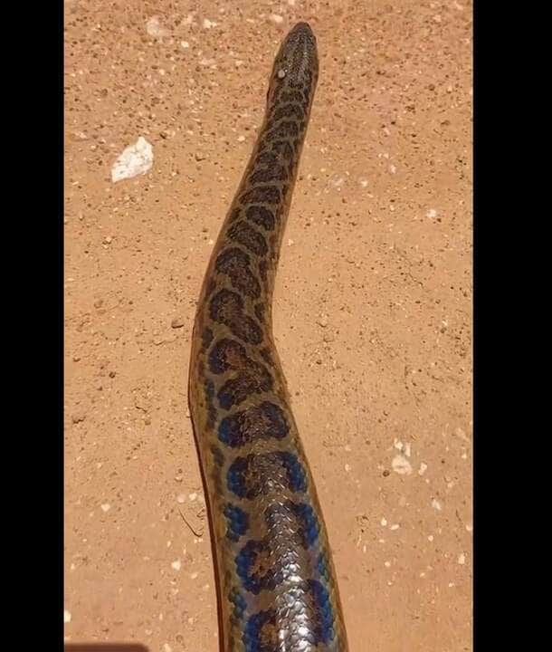 Enquanto encontros entre pessoas e anacondas podem ser perigosos, eles não caçam regularmente humanos. No entanto, ameaça de anacondas é um tropo familiar em histórias em quadrinhos, filmes e histórias de aventura na selva amazônica
