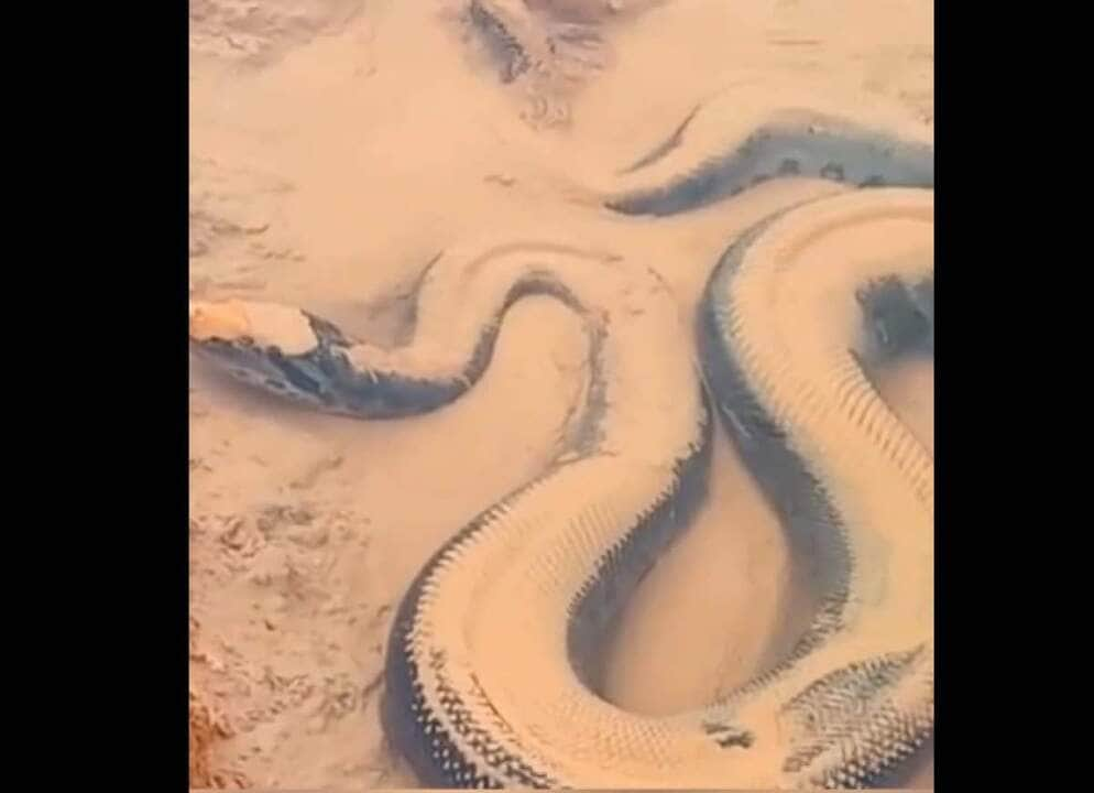 As sucuris vivem grande parte do tempo na água de rios e lagos (hábito semiaquático) e se alimentam dos mais variados tipos de animais, como peixes, anfíbios, répteis, aves e mamíferos.