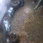 O canibalismo é muito fácil em sucuris, uma vez que as fêmeas são muito maiores que os machos, mas o canibalismo sexual só foi confirmado em E. murinus.