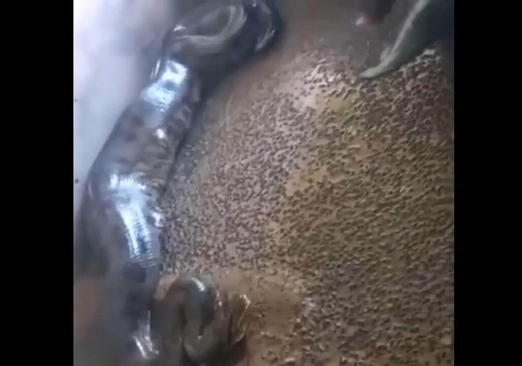 O canibalismo é muito fácil em sucuris, uma vez que as fêmeas são muito maiores que os machos, mas o canibalismo sexual só foi confirmado em E. murinus.