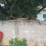 Sucuri é encontrada em cima do muro de casa em cidade de Mato Grosso