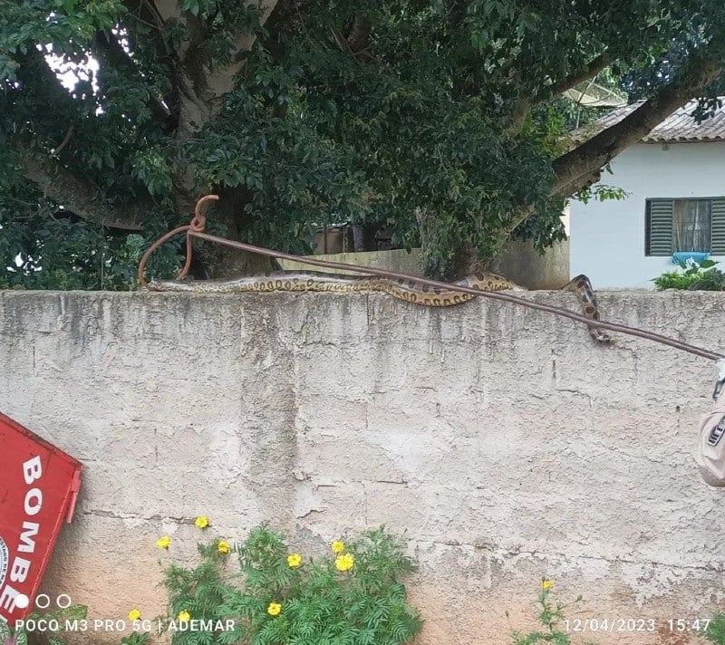 Sucuri é encontrada em cima do muro de casa em cidade de Mato Grosso