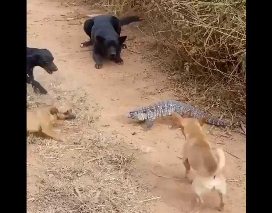Onívoros, alimentam-se, em cativeiro, de gemas de ovos, carnes, rãs, frutas, vegetais, etc. Podem ser animais agressivos, razão pela qual são importantes os cuidados no manejo para se evitarem mordidas.