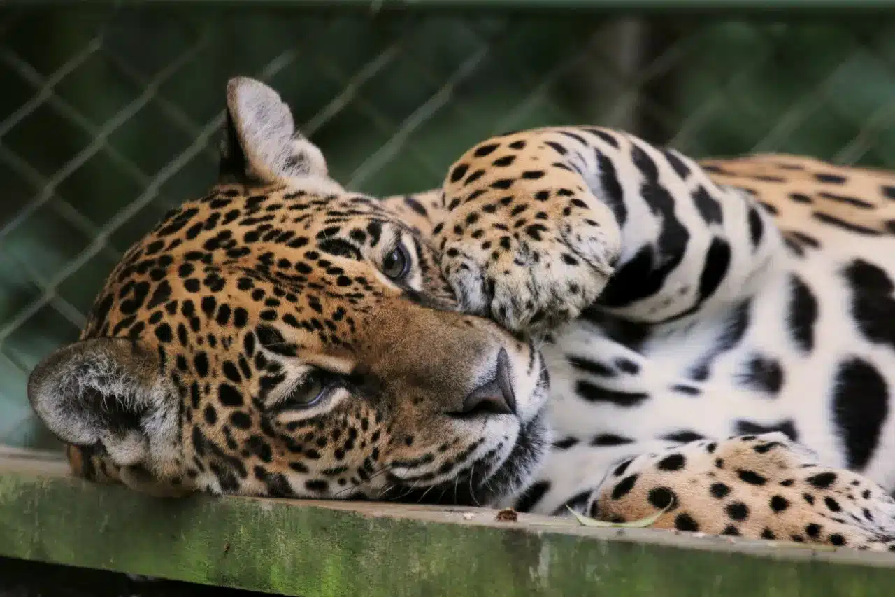 As presas naturais da onça pintada podem consistir em animais silvestres como catetos, capivaras, queixadas, veados e tatus.