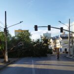 Árvore centenária cai no centro de Cuiabá