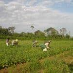 fao trabalhadoras do campo recebem 20 a menos que os homens