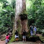 jequitiba rosa milenar e destaque em parque do rio de janeiro