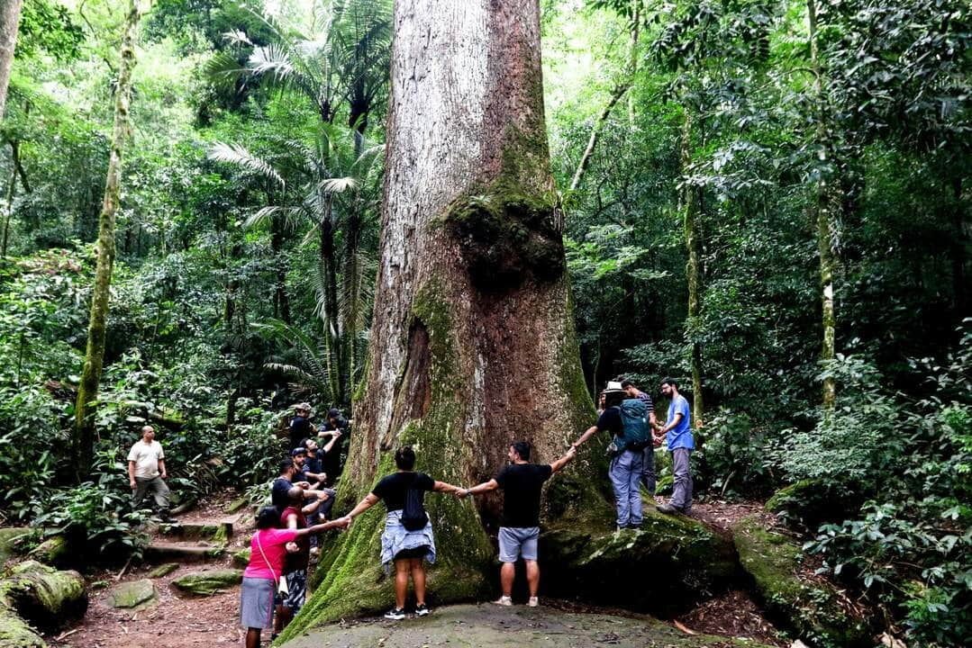 jequitiba rosa milenar e destaque em parque do rio de janeiro scaled