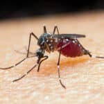 ministerio da saude lanca campanha contra malaria