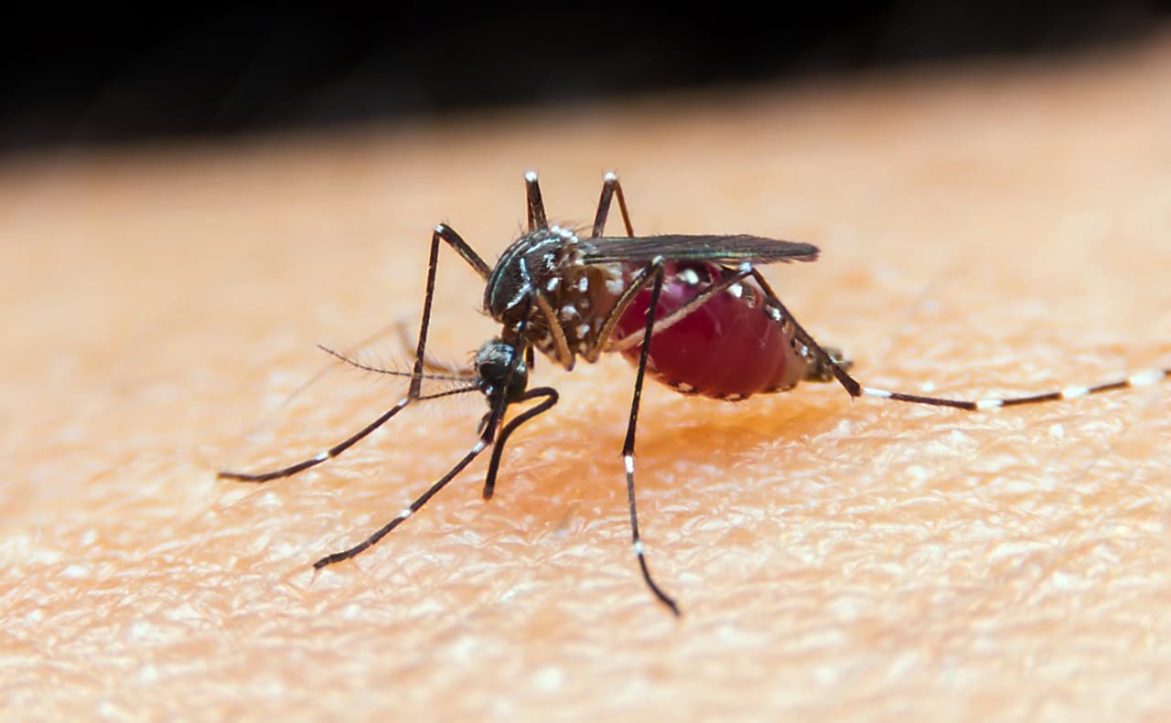 ministerio da saude lanca campanha contra malaria