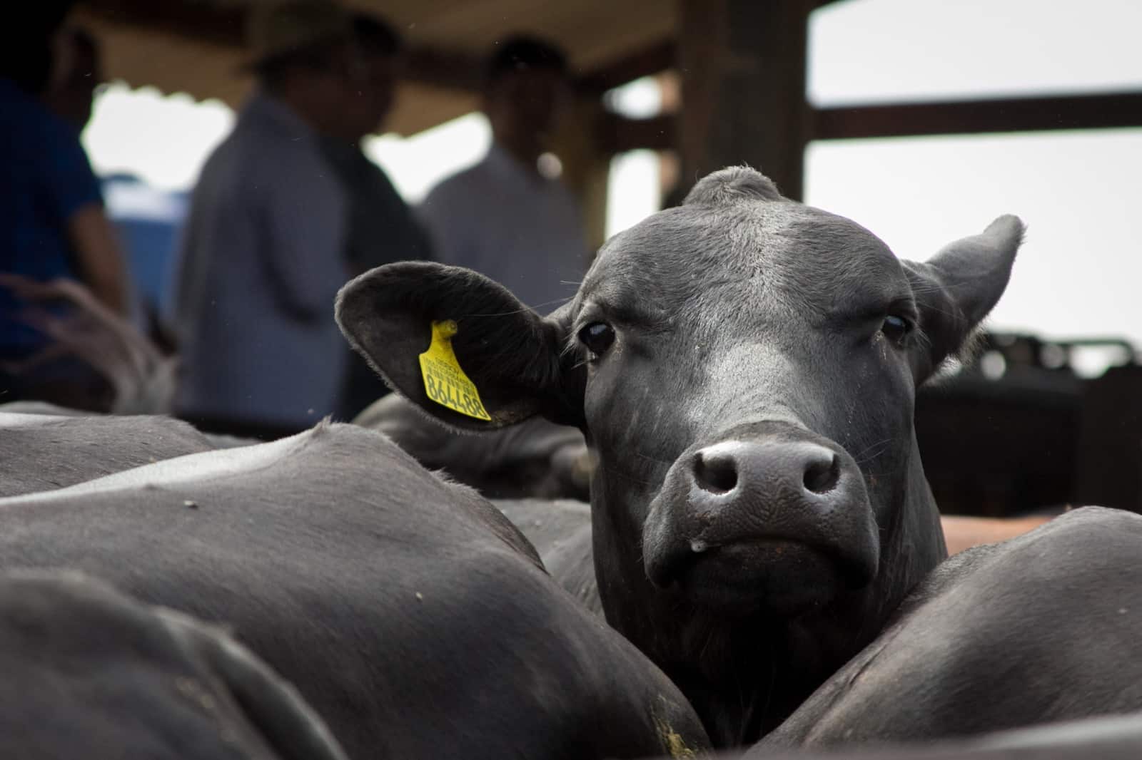 A vacinação contra a febre aftosa no rebanho bovino não é mais necessária em Mato Grosso. No lugar da vacina, os produtores rurais passarão a informar ao Indea o número de animais que possuem na propriedade.  - Foto por: Junior Silgueiro- Secom/MT