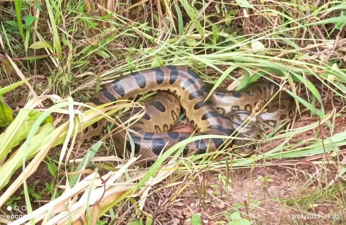 Sucuri surge em muro de residência em Mato Grosso 3 O canibalismo é muito fácil em sucuris, uma vez que as fêmeas são muito maiores que os machos, mas o canibalismo sexual só foi confirmado em E. murinus.