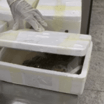 vigiagro intercepta bagagem com 180 tartarugas e 30 enguias em guarulhos