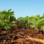 zoneamento agricola de risco climatico para a soja e atualizado no brasil