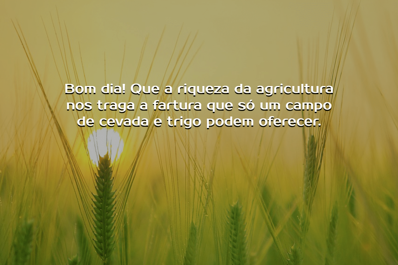 10 mensagens de bom dia para status do whatsapp campo de cevada trigo agricultura imagem 9