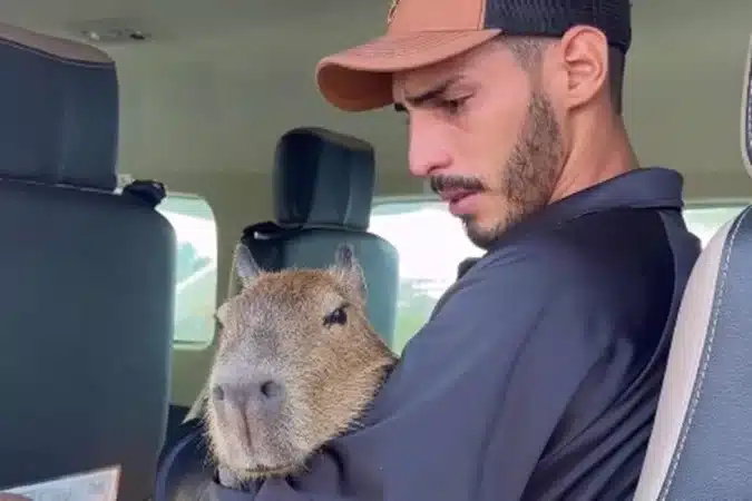 foto da capivara sigma