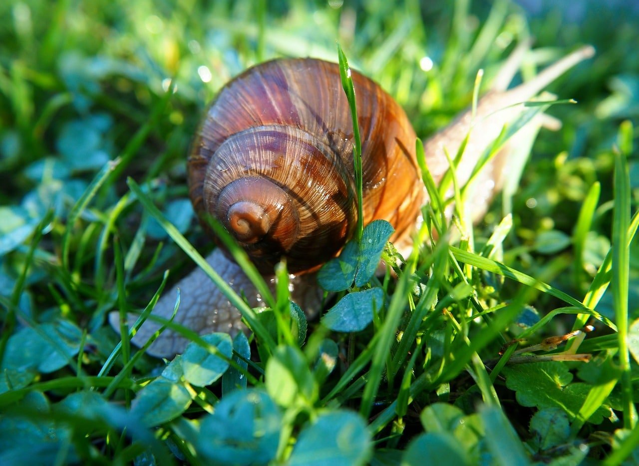 Diga adeus aos caramujos de seu jardim 3 Algumas plantas e alimentos repelem caracóis e lesmas naturalmente
