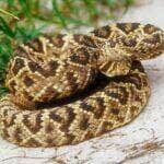Closeup Photo of an Eastern Diamondback Rattlesnake - Fotos do Canva