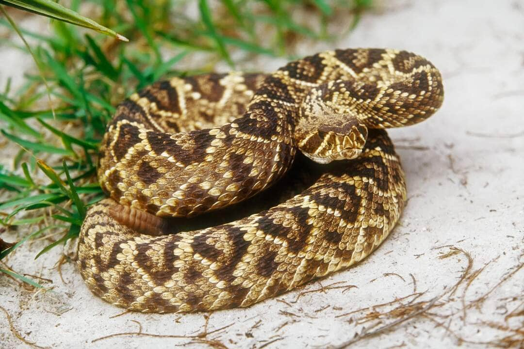 Closeup Photo of an Eastern Diamondback Rattlesnake - Fotos do Canva