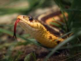 Cobra marrom no chão de terra - Fotos do Canva