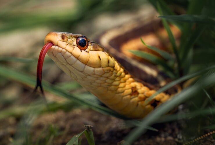 Cobra marrom no chão de terra - Fotos do Canva