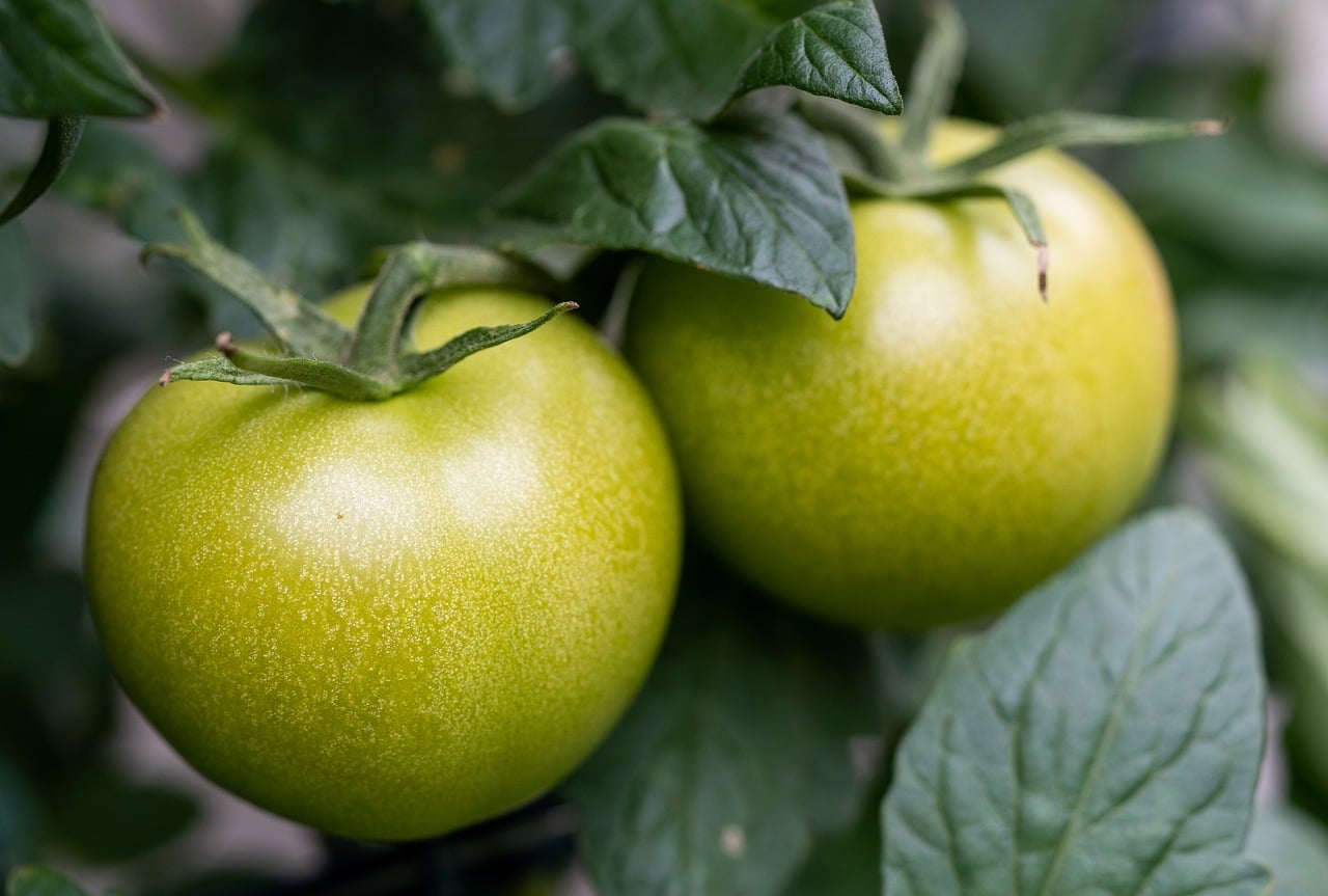 Comer tomate verde pode prevenir o câncer