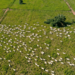 Criador do Mato Grosso alcança 70% de taxa de desmama em bioma Pantanal