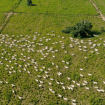 Criador do Mato Grosso alcança 70% de taxa de desmama em bioma Pantanal