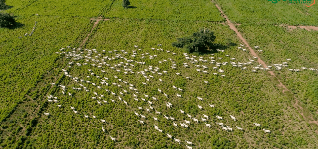 Criador do Mato Grosso alcança 70% de taxa de desmama em bioma Pantanal