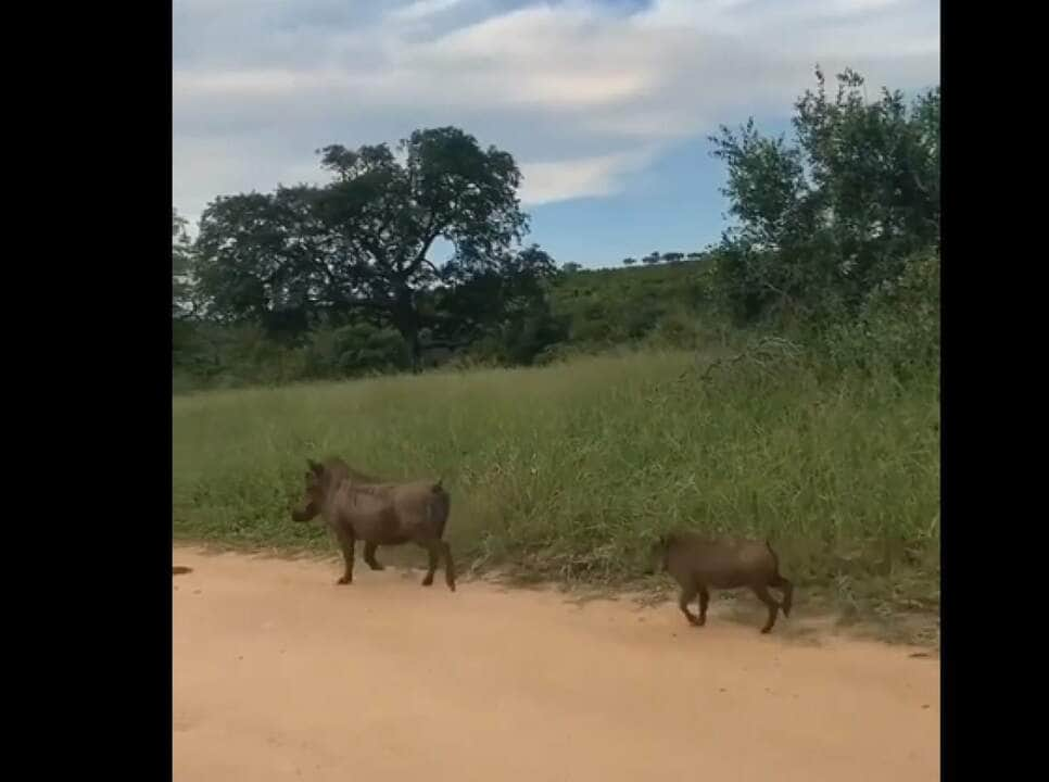 A boca é provida de enormes dentes caninos afiados que projetam-se para fora da boca e crescem continuamente.