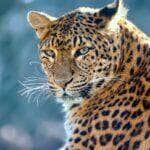 Leopardo Gigante Escala Árvore com Presa em Vídeo Impressionante!