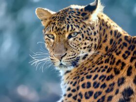 Leopardo Gigante Escala Árvore com Presa em Vídeo Impressionante!