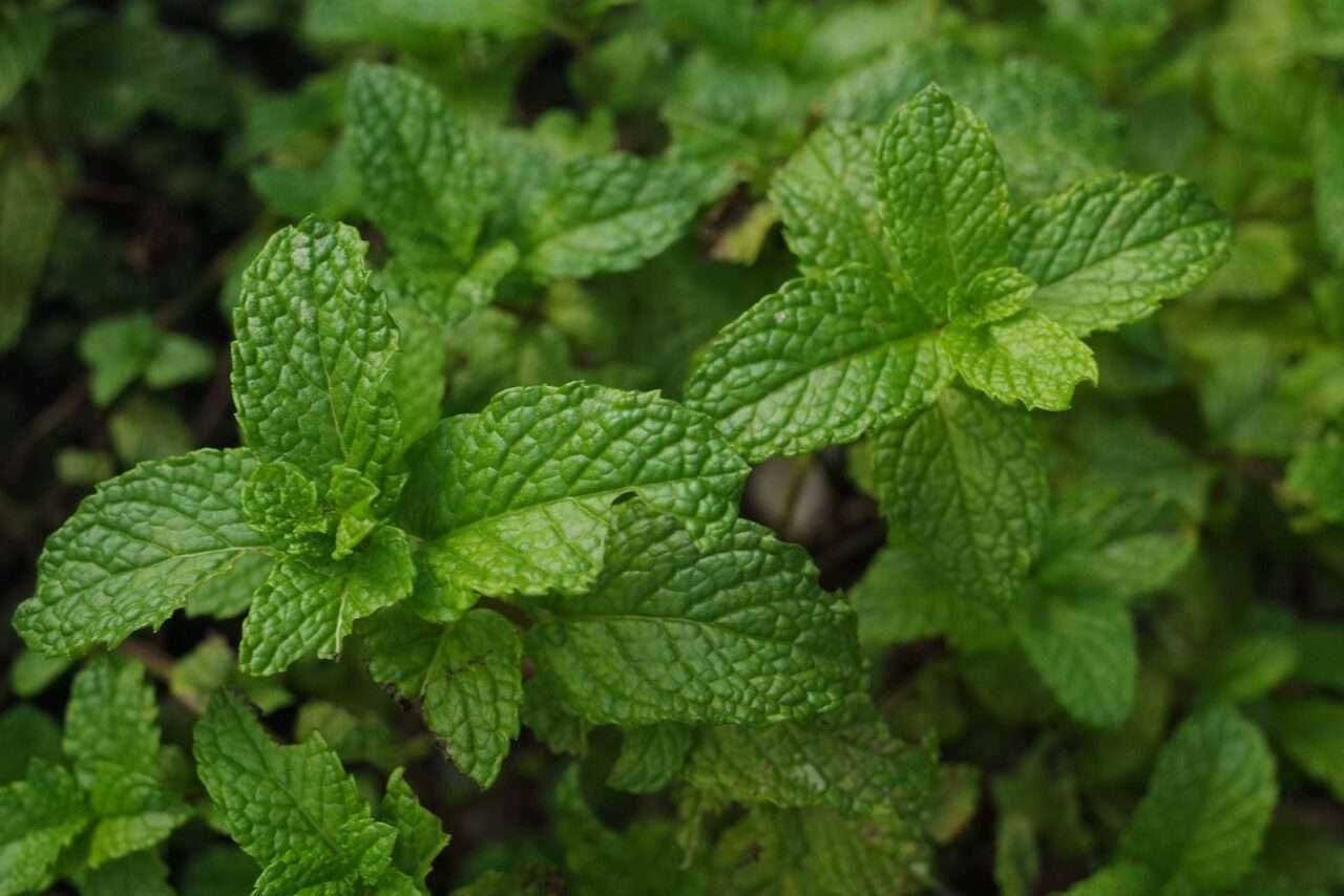 Menta de gato