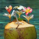 Mitos e verdades sobre a água de coco