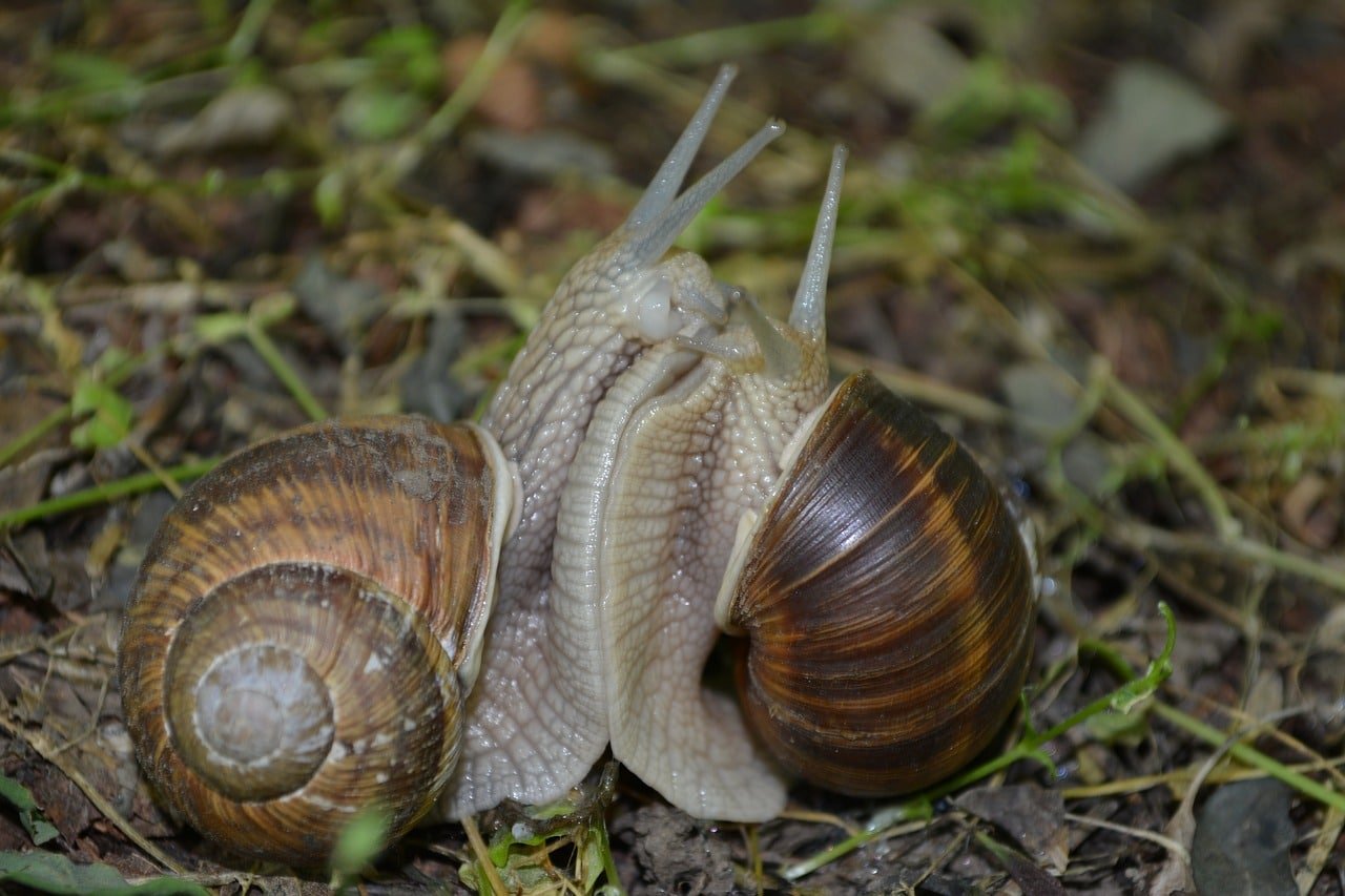 Mover caracóis e lesmas de lugar é um dos remédios mais comuns. 