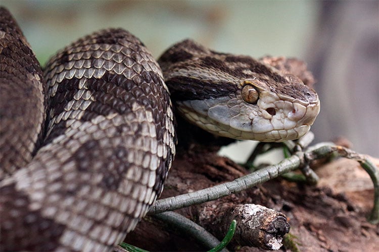 Mulher morre após ser picada por cobra jararaca em Mato Grosso foto:pixabay