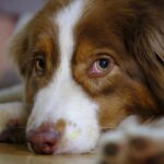 Nova fórmula proporciona maior eficácia no controle da dermatite atópica canina