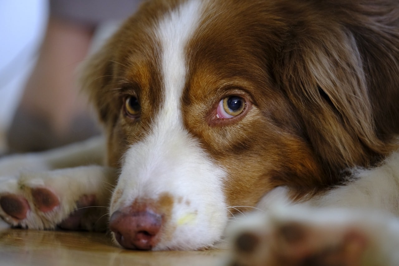 Nova fórmula proporciona maior eficácia no controle da dermatite atópica canina
