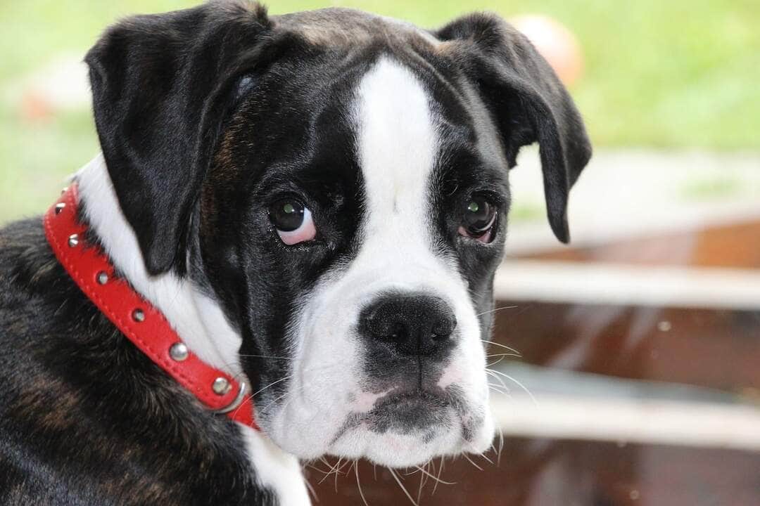 Nova fórmula proporciona maior eficácia no controle da dermatite atópica canina 2 Nova fórmula proporciona maior eficácia no controle da dermatite atópica canina