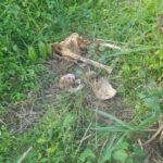Ossadas humanas sao encontradas em cemiterio clandestino no interior de Mato Grosso