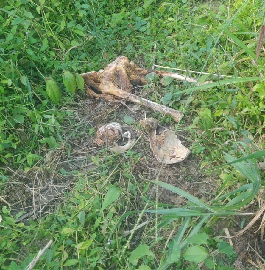 Ossadas humanas sao encontradas em cemiterio clandestino no interior de Mato Grosso
